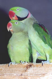Большой кольчатый попугай, или александрийский попугай (Psittacula еuра-tria) 