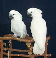 Белый какаду ( cacatua alba )