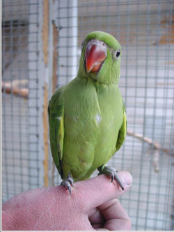 Ожереловый попугай (psittacula krameri)