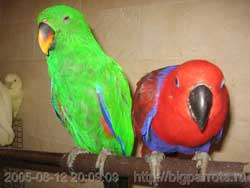 Благородные попугаи (красная самка, зеленый самец)