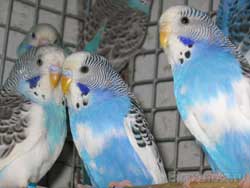 Волнистые попугайчики выведенные 06.2005