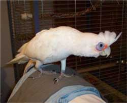 Гологлазый какаду (cacatua sanguinea)